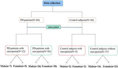 The value of ultrasound measurement of muscle thickness at different sites and shear wave elastography in Parkinson’s disease with sarcopenia: a pilot study